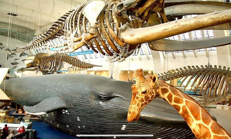 London: Natural History Museum + Guided Tour+ Priority Entry - Frequently Asked Questions