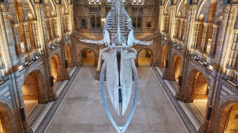 London: Natural History Museum Tour - Exploring the Heart of the Natural History Museum