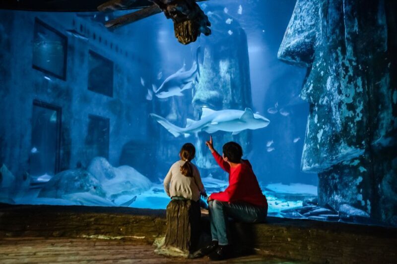 London: SEA LIFE Entry Ticket - The Value of the Experience
