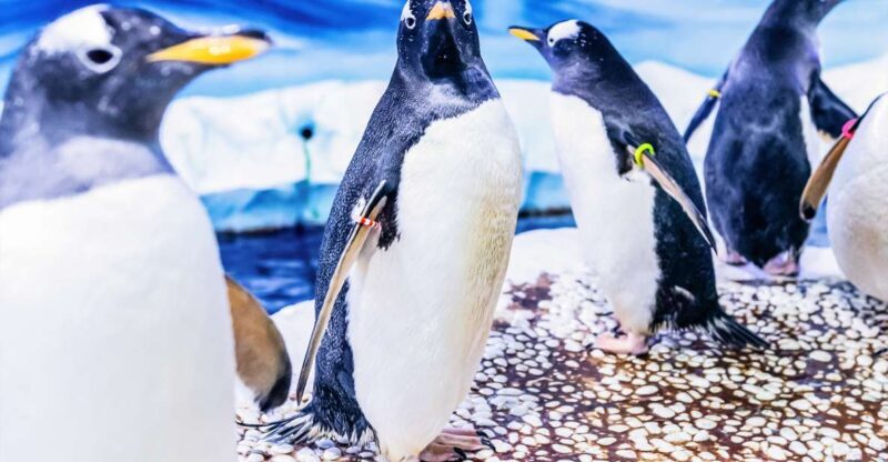 London: SEA LIFE Entry Ticket - The Crowd and Visiting Tips