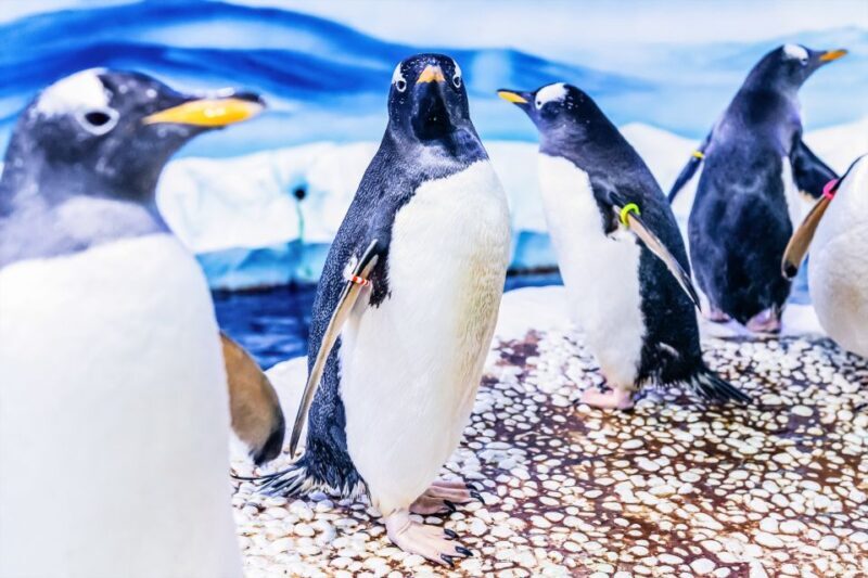 London: SEA LIFE Entry Ticket - Final Recommendations