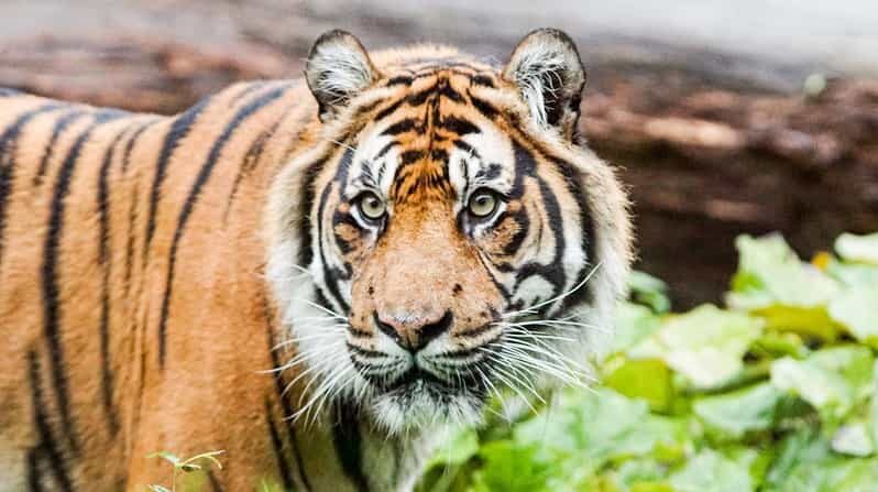 London Zoo: Entry Ticket - Key Points