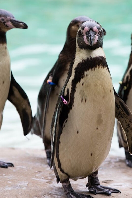 London Zoo: Entry Ticket - A Deep Dive into the Experience
