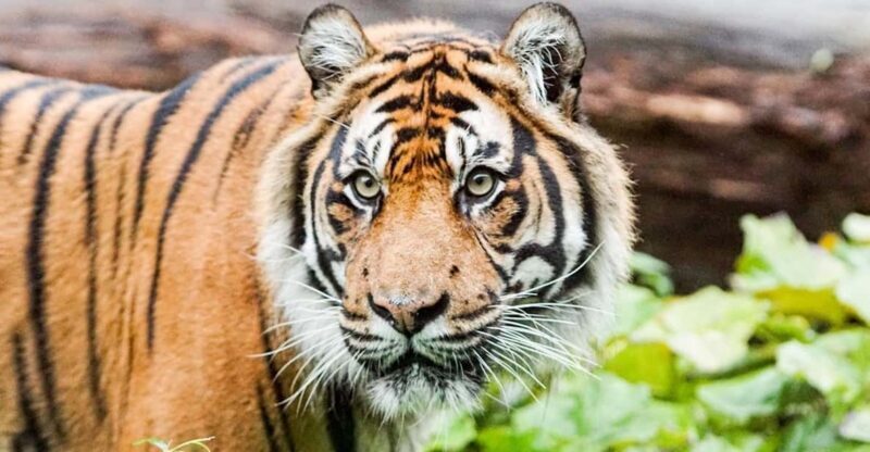 London Zoo: Entry Ticket - FAQs