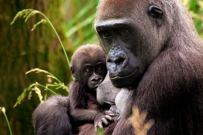 London Zoo Entry Ticket - An In-Depth Look at London Zoo