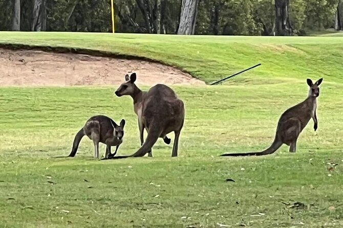 Lone Pine, Brisbane Highlights and Lunch! - FAQ