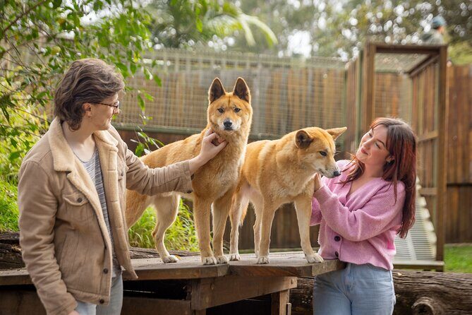 Lone Pine Koala Sanctuary Day Pass - An Authentic Wildlife Encounter Near Brisbane