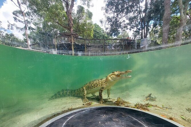 Lone Pine Koala Sanctuary Day Pass - Animal Focus: Koalas, Kangaroos, and More