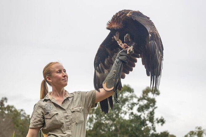 Lone Pine Koala Sanctuary Day Pass - The Sum Up