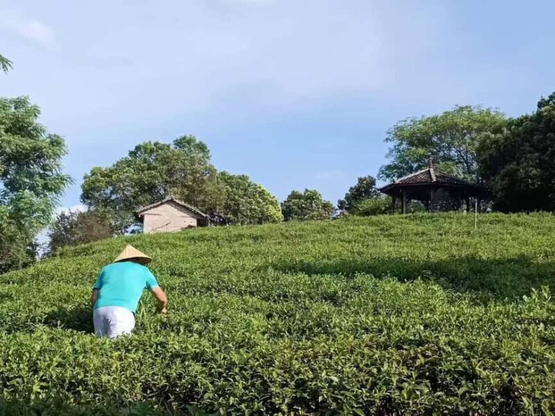 Longji Rice Terraces: 1-Day Private Tour - Final Thoughts: Who Will Love This Tour?