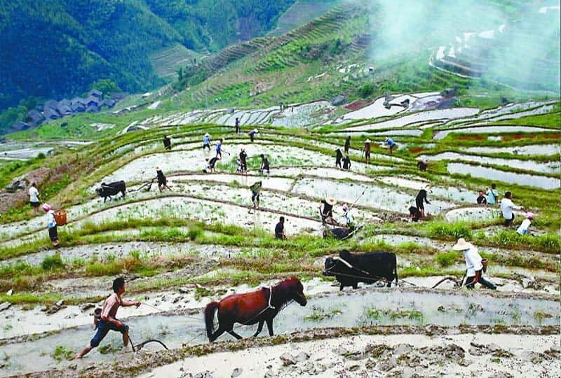 Longsheng Ethnic Minority & Rice Terraces Full-Day Tour - Who Should Consider This Tour?