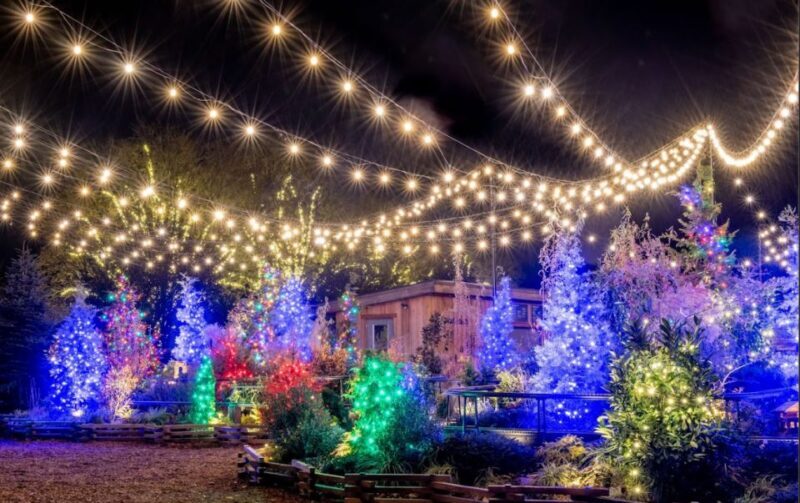 Longwood Gardens Holiday Lights Tour from Philadelphia - Who Should Consider This Tour?
