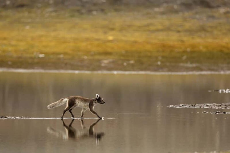 Longyearbyen: Wildlife Safari & Hiking Photography Tour - Key Points