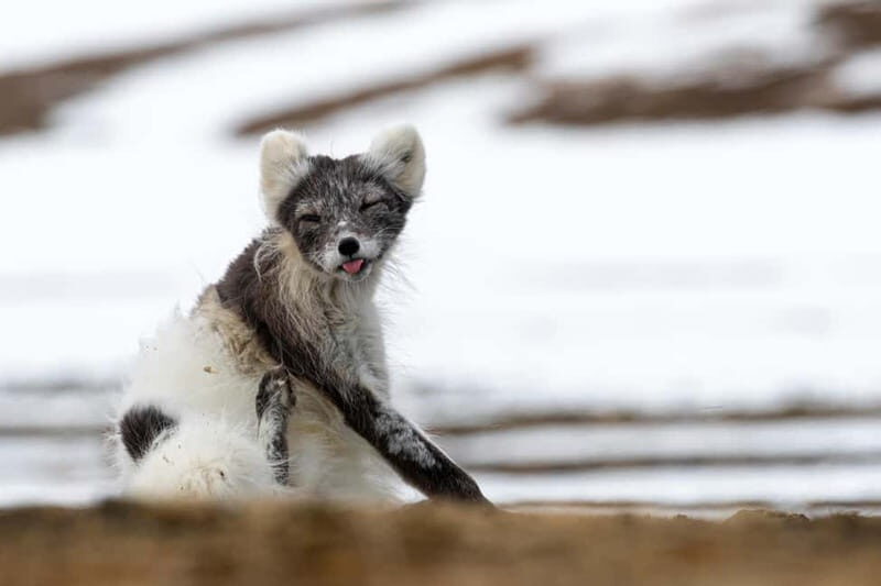 Longyearbyen: Wildlife Safari & Hiking Photography Tour - A Deep Dive into the Experience
