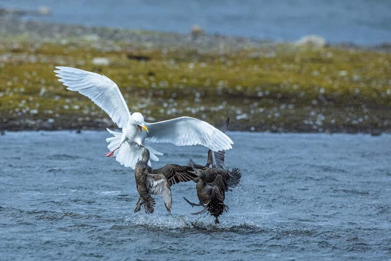 Longyearbyen: Wildlife Safari & Hiking Photography Tour - Final Thoughts