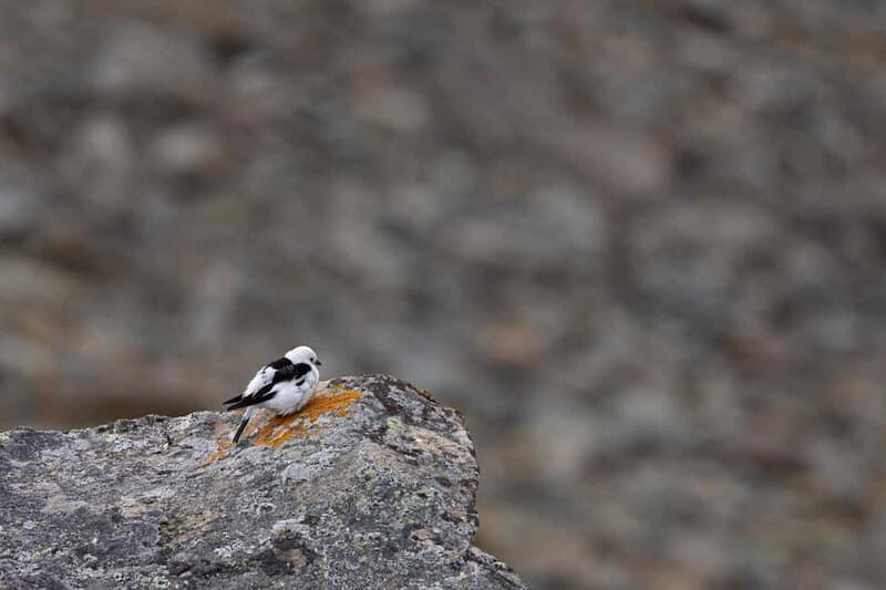 Longyearbyen: Wildlife Safari & Hiking Photography Tour - FAQ