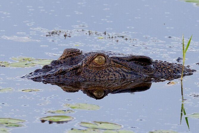 LookAbout Darwin, Wetlands & Wildlife Premium Tour - Max 6 Guests - Frequently Asked Questions