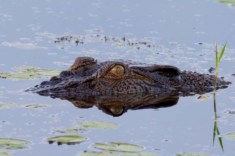 LookAbout Darwin Wetlands Wildlife Premium Tour Max 6 Guests - Key Points