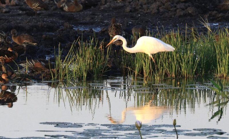 LookAbout Darwin Wetlands Wildlife Premium Tour Max 6 Guests - An Authentic Dive into Darwin’s Wetlands and Culture