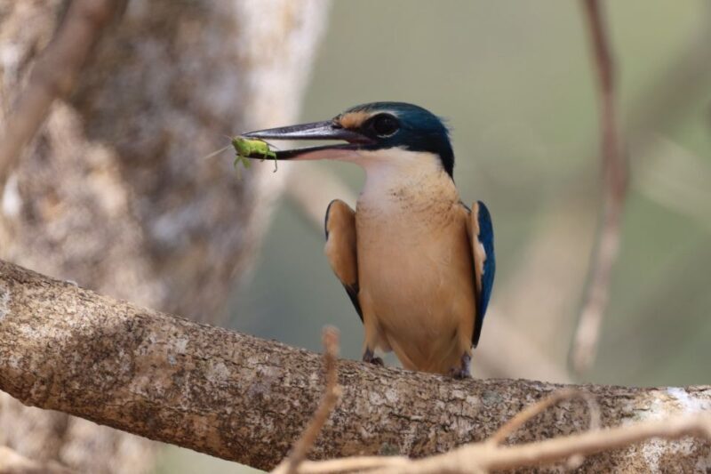 LookAbout Darwin Wetlands Wildlife Premium Tour Max 6 Guests - Who Will Love This Tour?