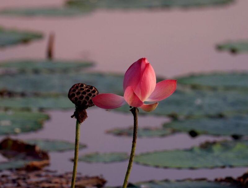 LookAbout Darwin Wetlands Wildlife Premium Tour Max 6 Guests - A Deep Dive into the Experience