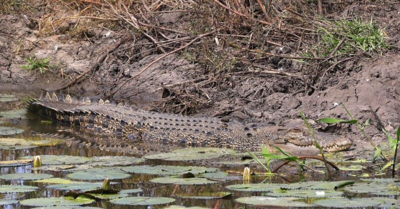 LookAbout Darwin Wetlands Wildlife Premium Tour Max 6 Guests - Frequently Asked Questions
