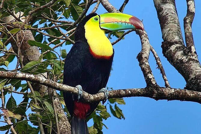 Looking for Toucans - Who Would Love This Tour?