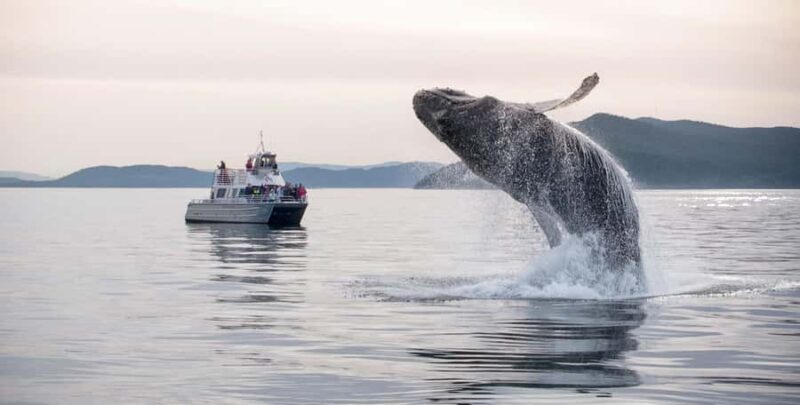 Lopez Island: Whale & Orca Boat Tour - Who Would Love This Tour?