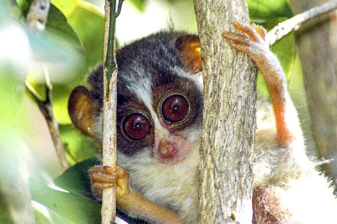 Loris Watching from Sigiriya - FAQs