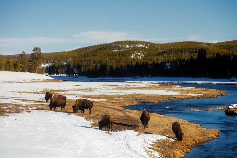 Los Angeles: 7-Day Small Group Yellowstone Tour Round Trip - Experience the Best of the American West in 7 Days from Los Angeles