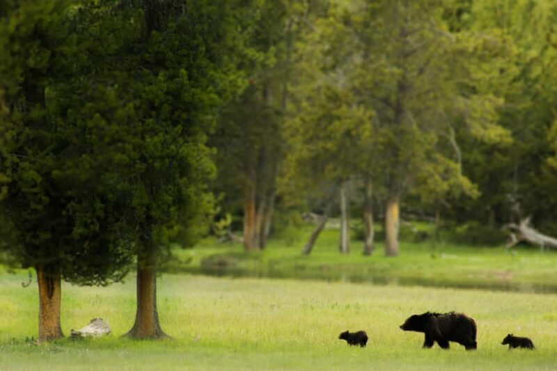 Los Angeles: 8-Day Antelope and Yellowstone Tour - A Detailed Look at the Tour Experience