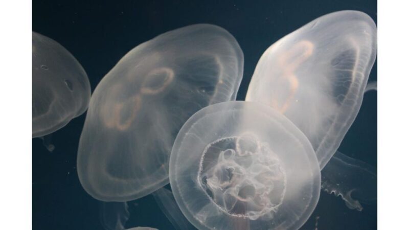 Los Angeles: Heal The Bay Aquarium in Santa Monica - A Detailed Look at the Heal The Bay Aquarium Experience