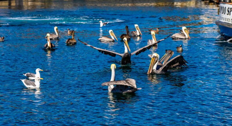 Los Angeles: Redondo Beach Glass Bottom Boat Cruise - Practical Tips for Your Cruise