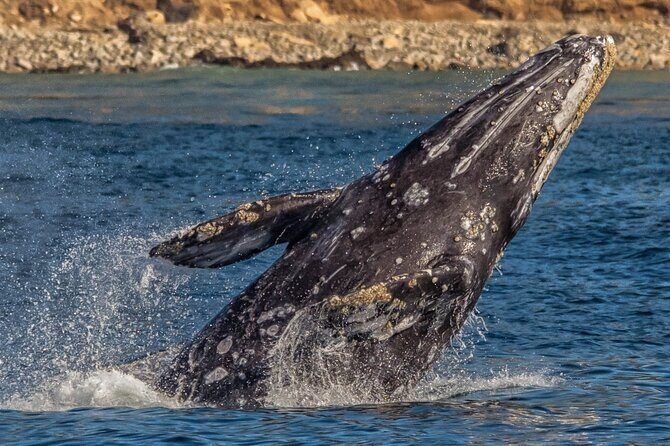 Los Angeles Whale Watching Cruise and USS Iowa Battleship Tour - Los Angeles Whale Watching Cruise and USS Iowa Battleship Tour