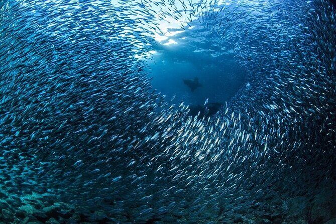 Los Cabos 1 tank dive to Lands End (Certified Divers) - FAQ