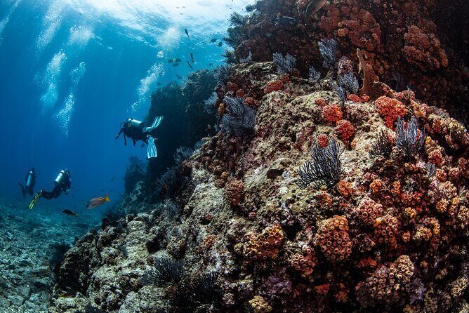 Los Cabos 2 tanks dive to The Corridor (Certified divers) - The Sum Up