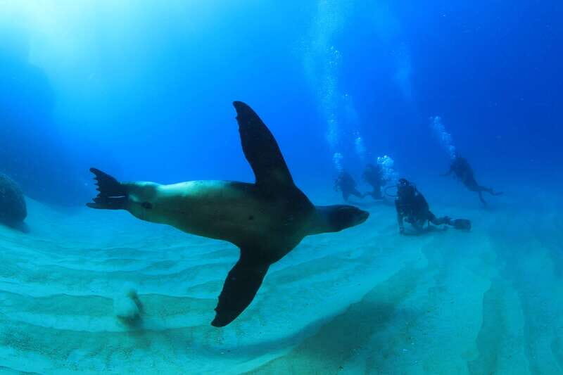 Los Cabos 3-Hour Certified Scuba Diving Tour - Discovering the Underwater World of Baja California Sur