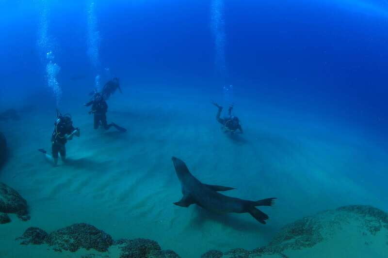 Los Cabos 3-Hour Certified Scuba Diving Tour - Why This Tour Is a Solid Choice