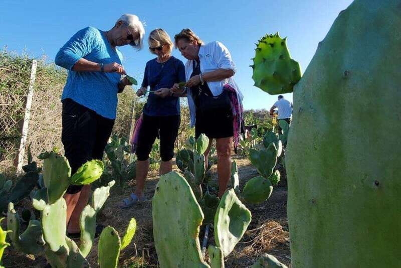 Los Cabos: Azteca Cactus Taco Farm to Table Cooking Class - Practical Details and Value