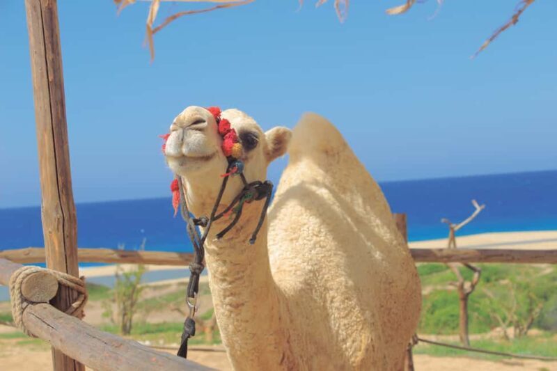 Los Cabos: Cactus Day Pass - Who Should Consider This Tour?