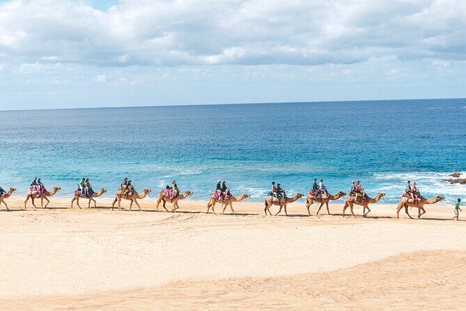 Los Cabos Camel Ride and Tequila Tasting Experience - FAQ