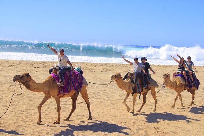 Los Cabos Camel Riding and ATV with Tequila Tasting - FAQ