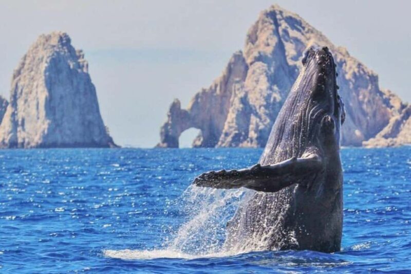Los Cabos: Catamaran Whale Watching Cruise - Key Points