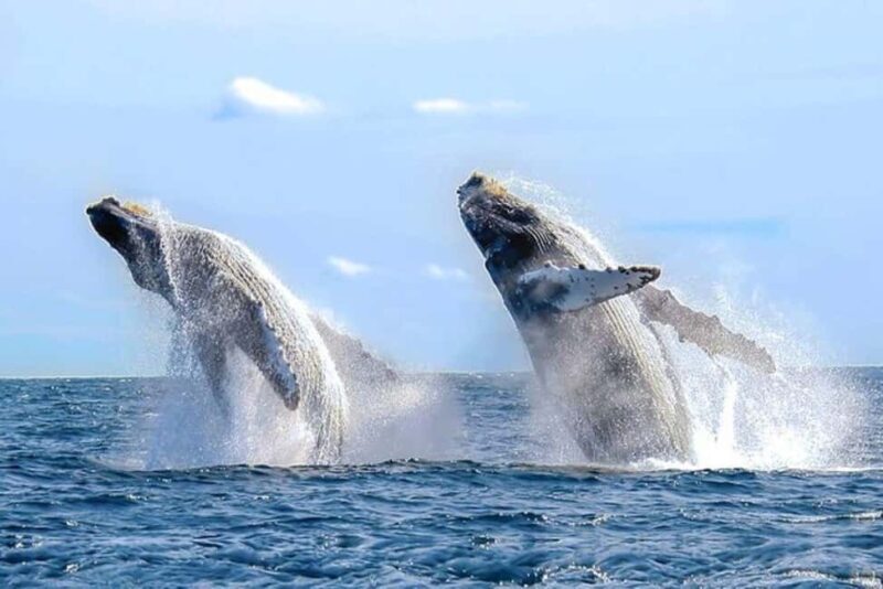 Los Cabos: Catamaran Whale Watching Cruise - Final Thoughts