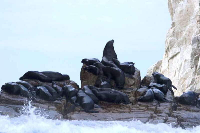 Los Cabos: City Tour with Cruise, Snorkeling, and Tastings - Who Should Consider This Tour?