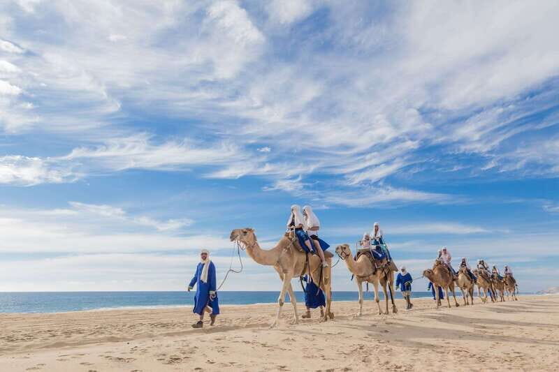 Los Cabos: Desert & Sea Camel Safari Tour with Lunch - A Deep Dive into the Los Cabos Camel Safari Tour