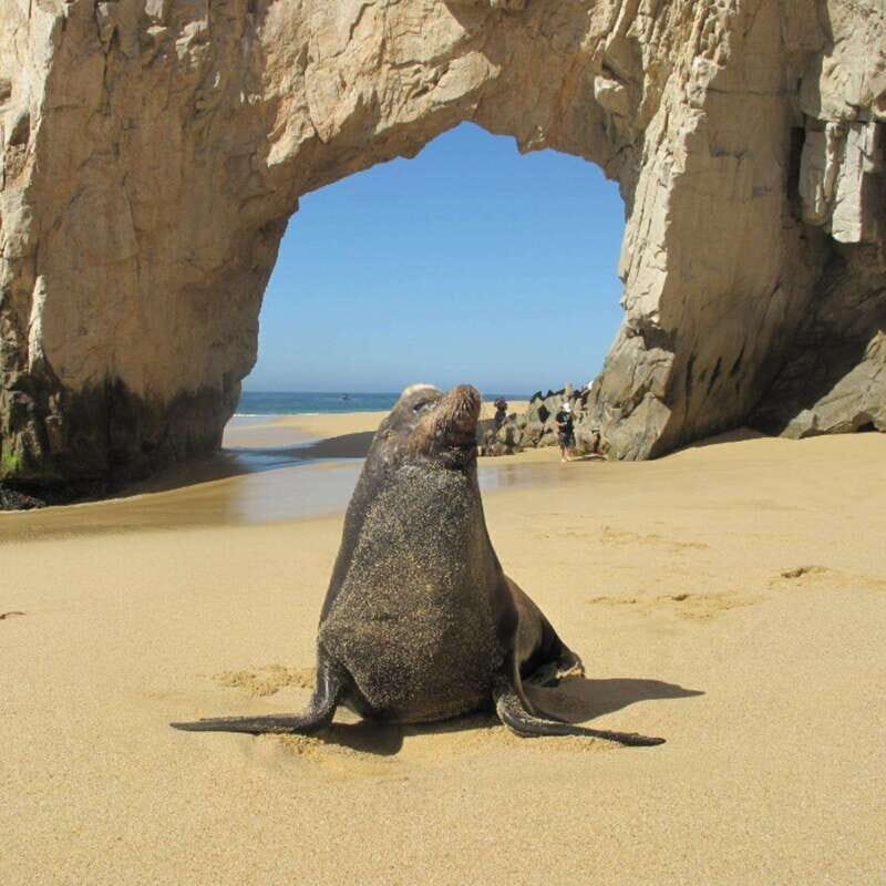 Los Cabos: Glass Bottom Kayak and Snorkel Tour at the Arch - FAQs