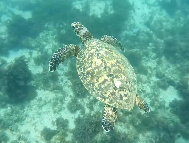 Los Cabos: Guided Snorkeling Tour with Transportation - Key Points