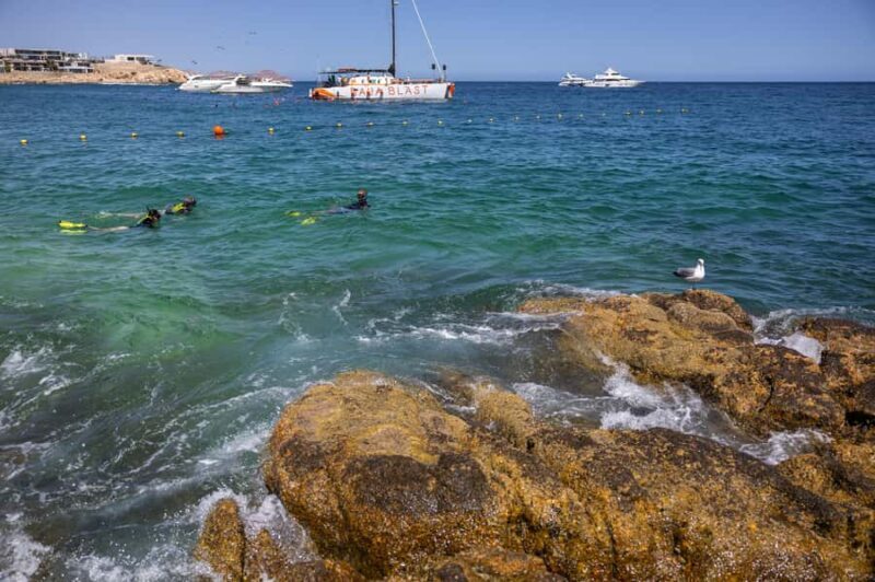 Los Cabos: Guided Snorkeling Tour with Transportation - Final Thoughts: Is This Tour Right for You?