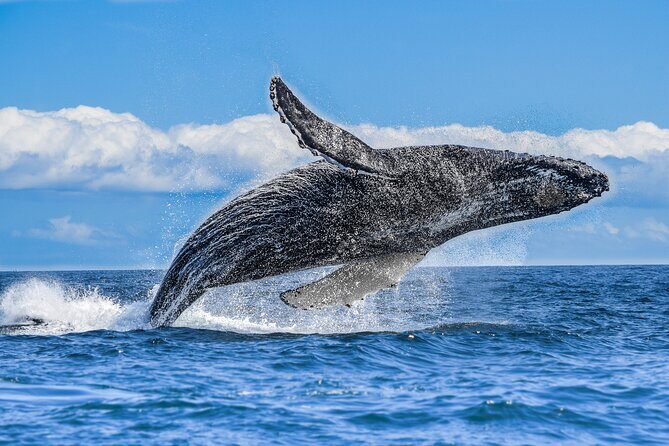 Los Cabos Humpback Whale: 10-Hour Tour 3 Hours of Whale Watching - An In-Depth Look at the Tour Experience